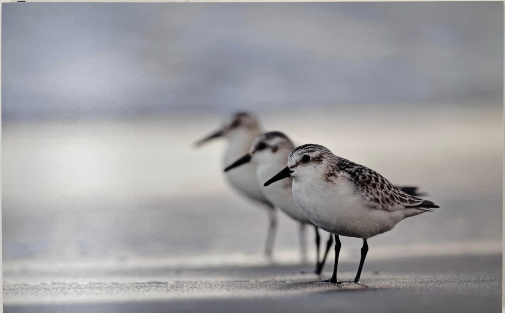 Mostra fotografica naturalistica di Marco Messa